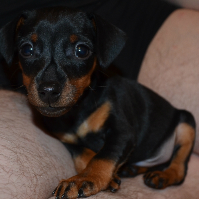 Наш подросший цверг Сэм!