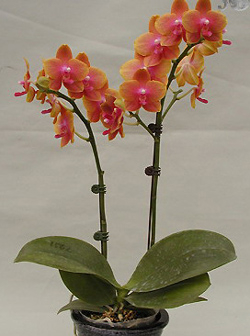 У меня сегодня праздник))