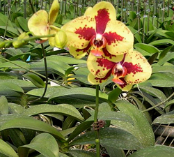 У меня сегодня праздник))