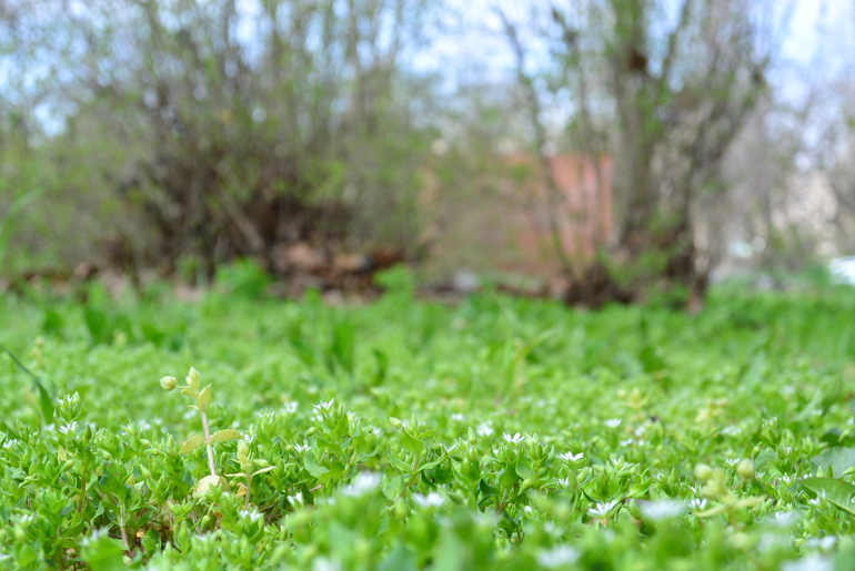 Беззеркалка Nikon 1 S1