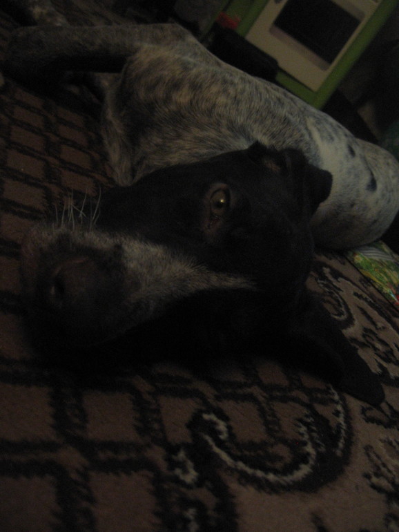 Моя мечта....................