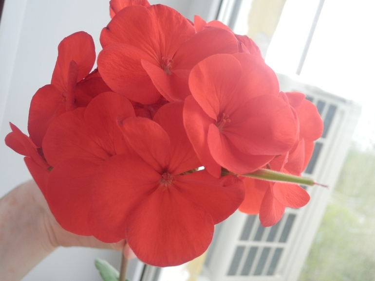 Зеленые жители