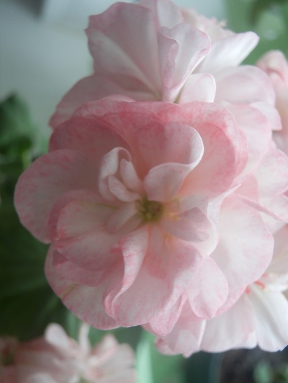 Зеленые жители