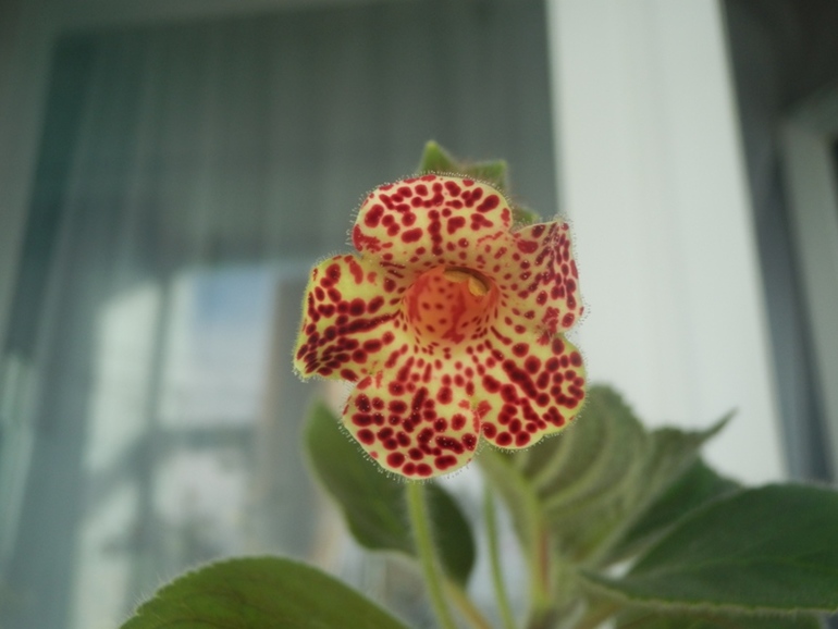 Зеленые жители