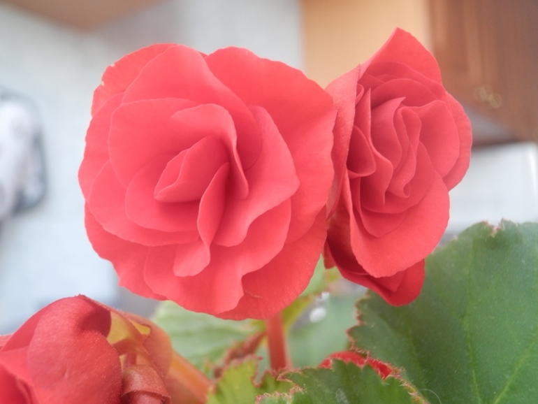 Зеленые жители