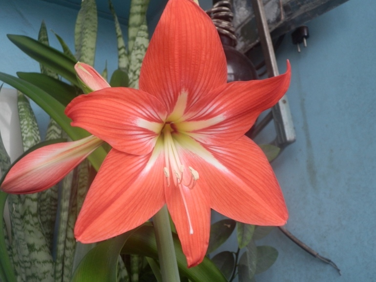 Зеленые жители