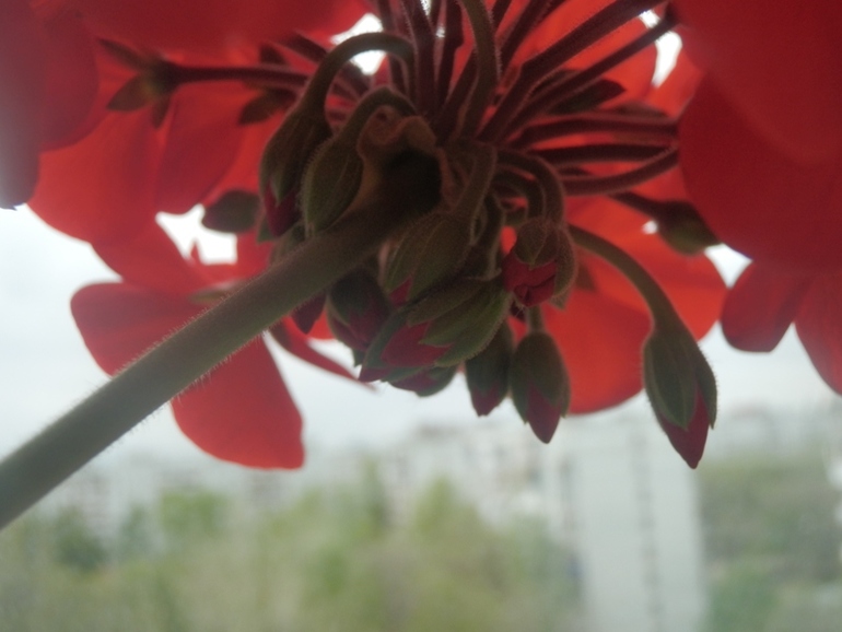 Зеленые жители