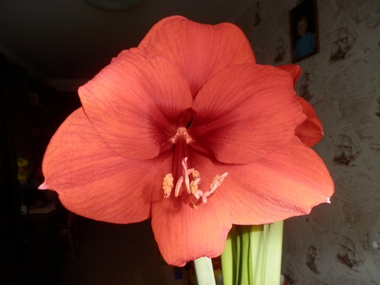 У нас зимой попугаи и львы а у Вас?)