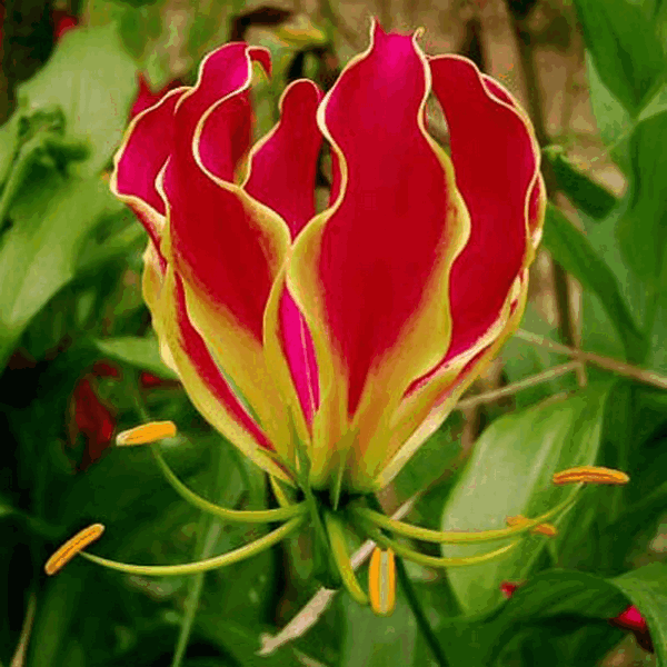 Неизвестные, но уже любимые!