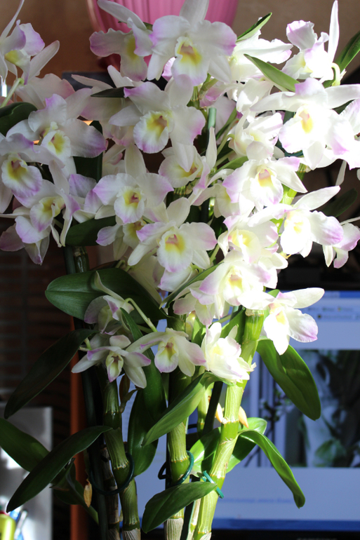 Аватар сообщества!