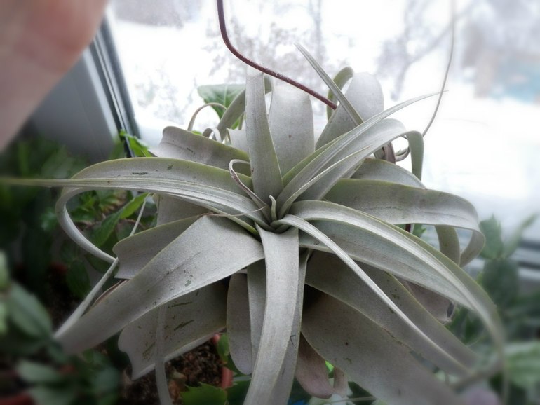 У нас зимой попугаи и львы а у Вас?)