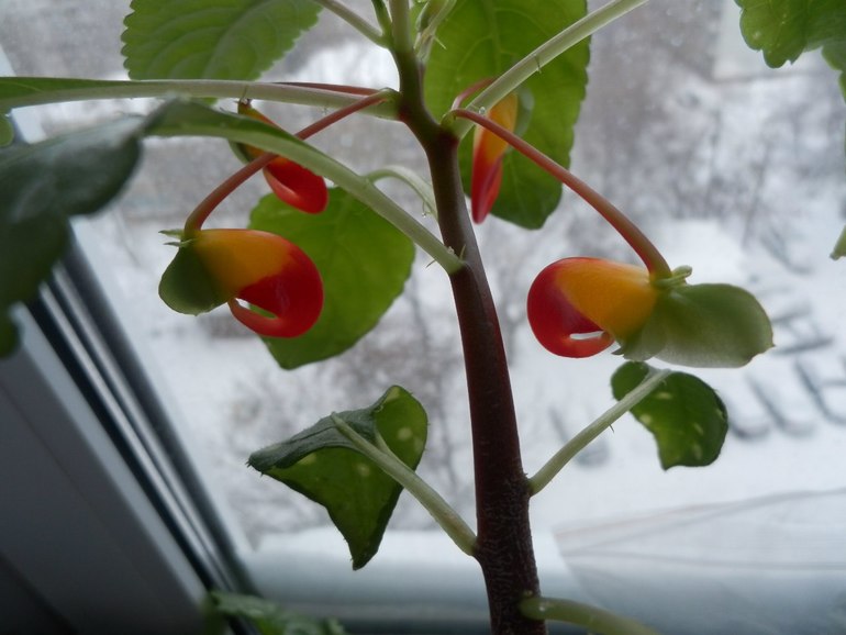 У нас зимой попугаи и львы а у Вас?)