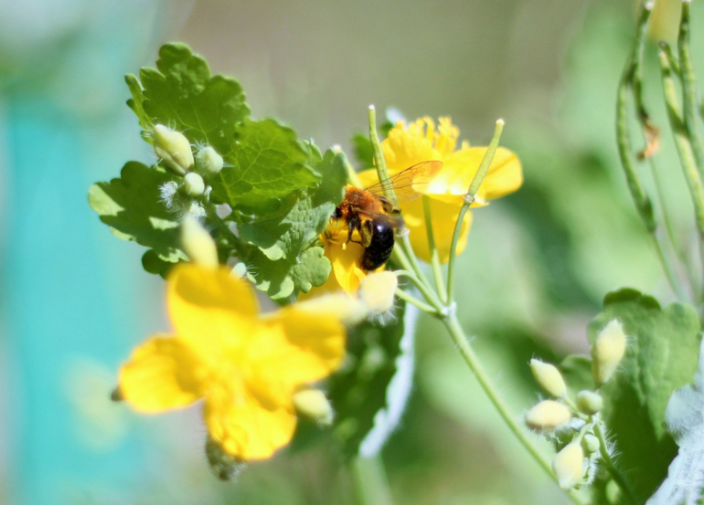Насекомушки