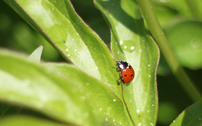 Насекомушки