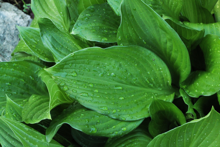 Насекомушки