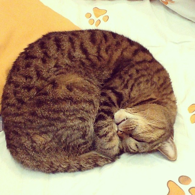 Мои коты-Макс и Матрос :)