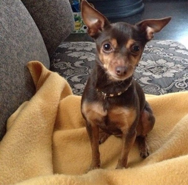 Найдена собака в Нахабино (Моск.обл.)