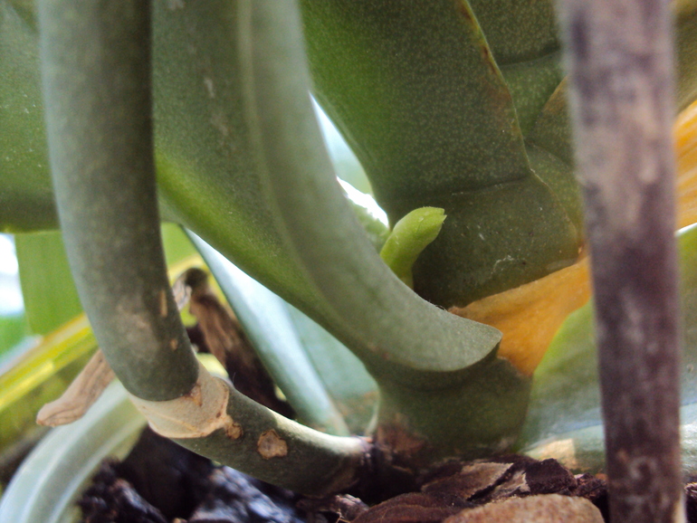 Мы с орхидеей никак не успокоимся)))