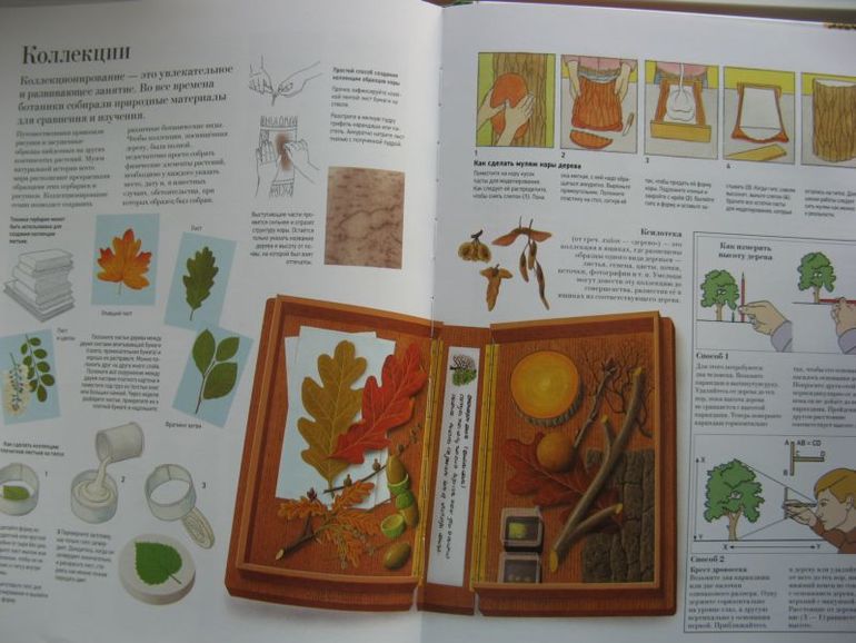 Большая книга о лесах и деревьях