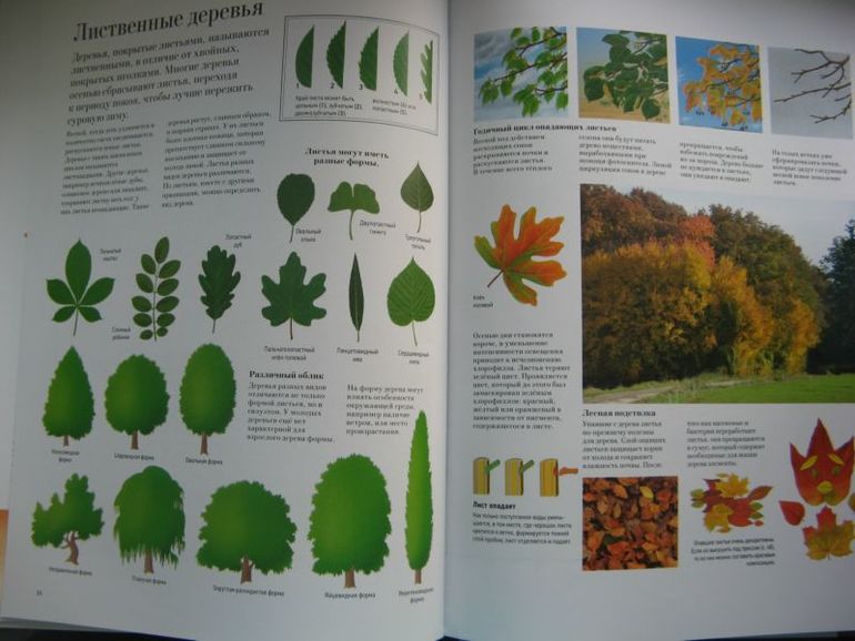 Большая книга о лесах и деревьях