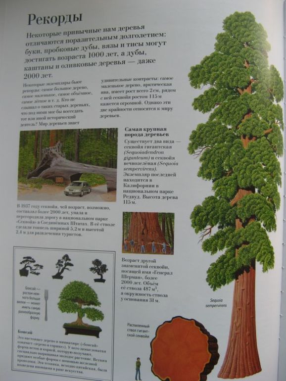 Большая книга о лесах и деревьях