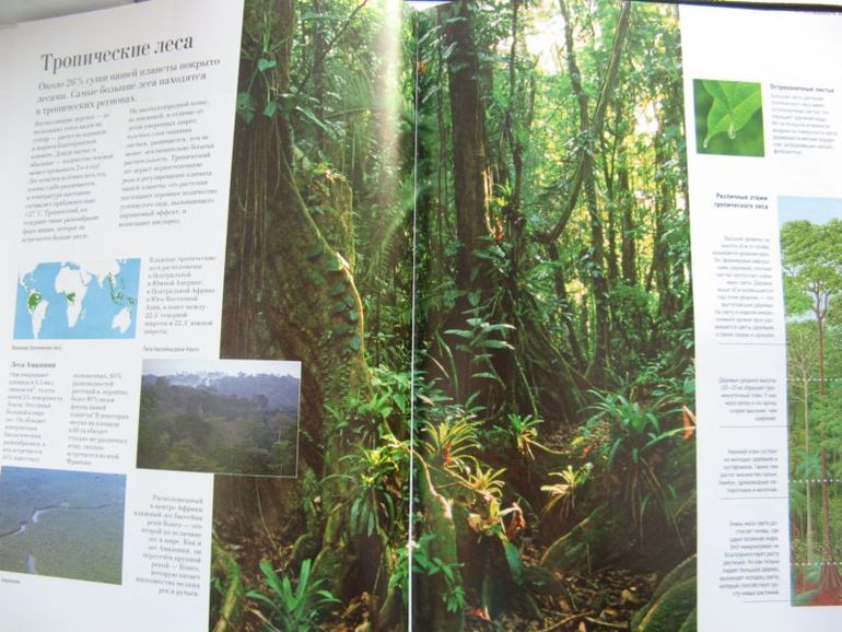 Большая книга о лесах и деревьях