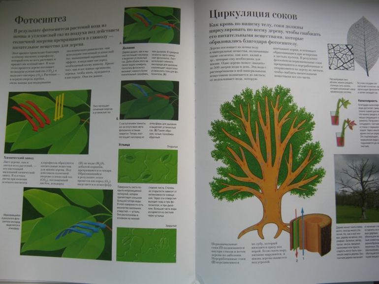 Большая книга о лесах и деревьях