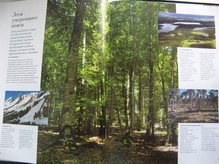 Большая книга о лесах и деревьях