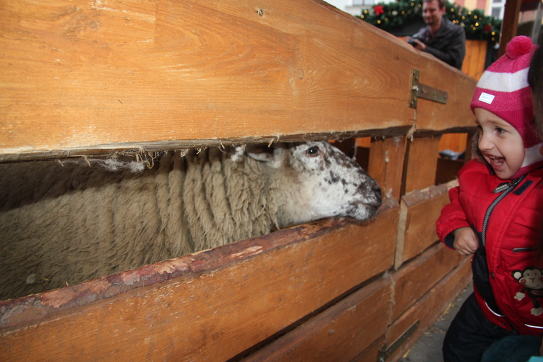 Пражские каникулы