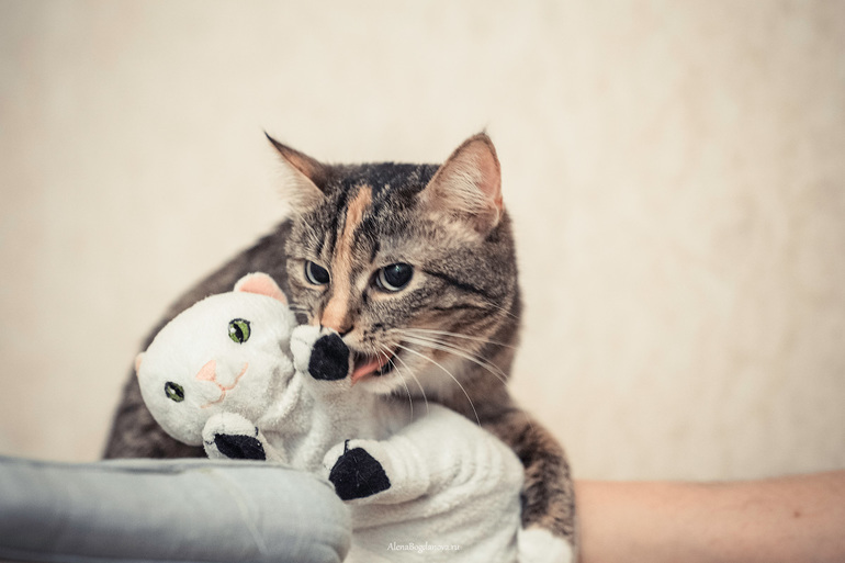 У моей кошки есть котёнок,