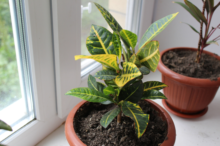 Подскажите названия цветов!