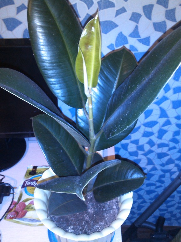 За 2 недели 2 листика))))