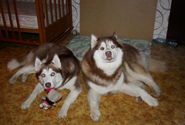 Где снеееег?