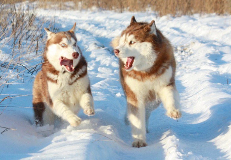 Счастье в малом