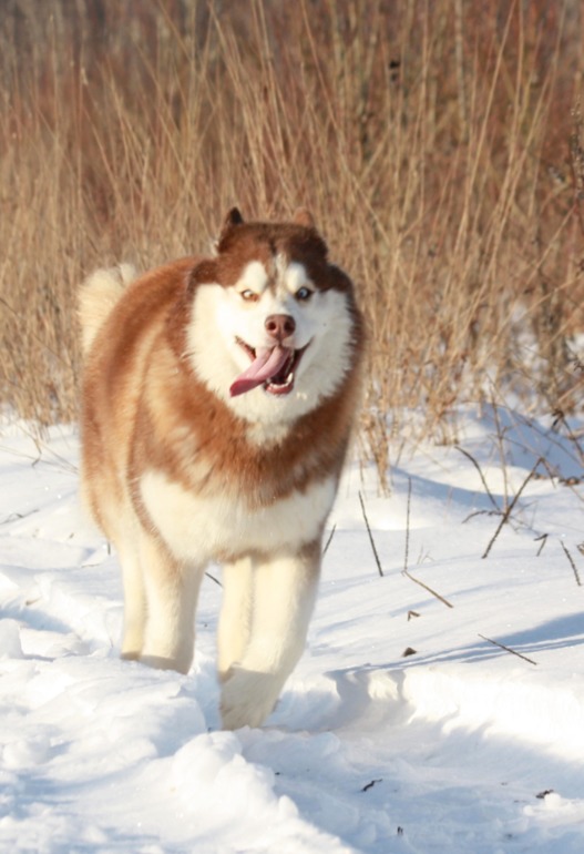 Счастье в малом