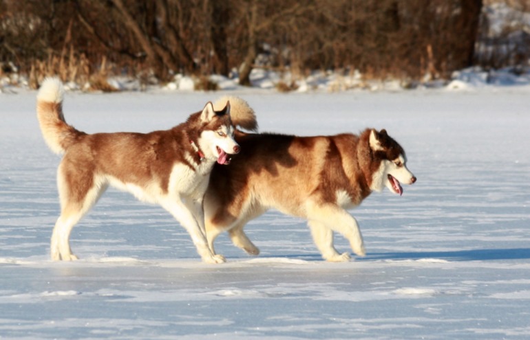 Счастье в малом