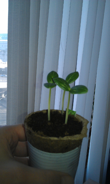 Огород на подоконнике)))