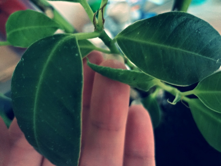 Новый листочек...