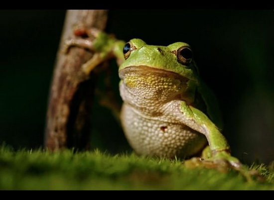 Аиста не видели? ))))