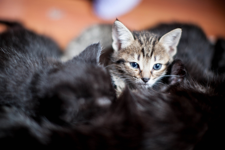 Котята в добрые руки