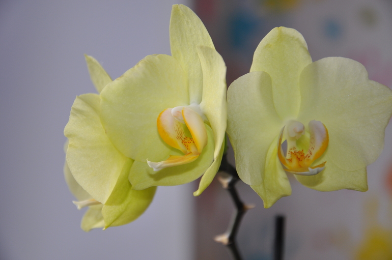 Мой сад-огород