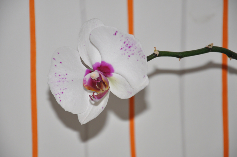 Мой сад-огород