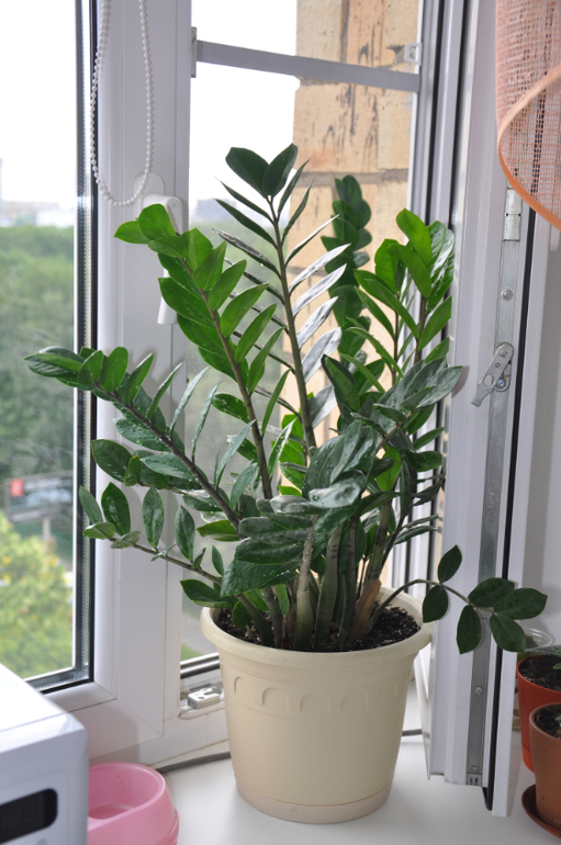 Мой сад-огород