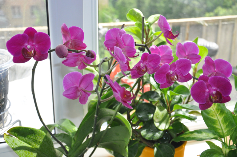 Мой сад-огород