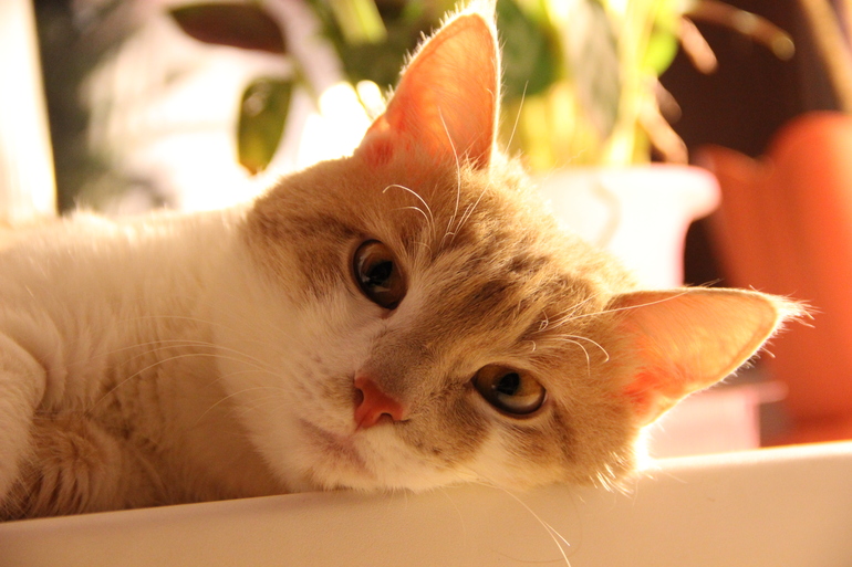 Мой котик тоже так думает)))