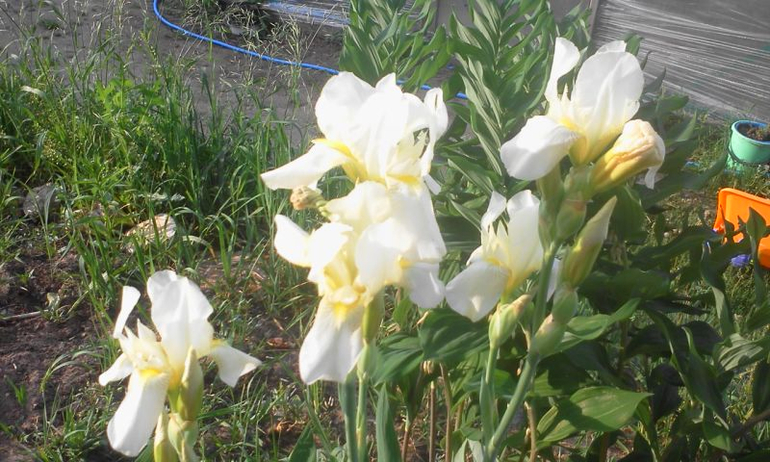 май 2014, мои овощи-цветочки