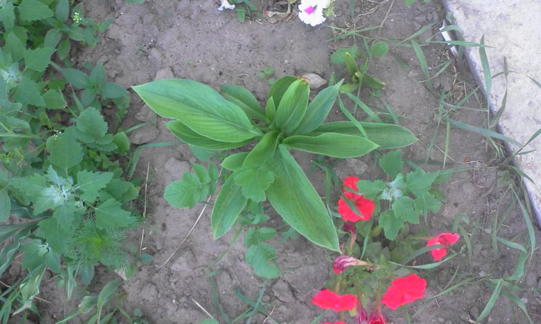 май 2014, мои овощи-цветочки