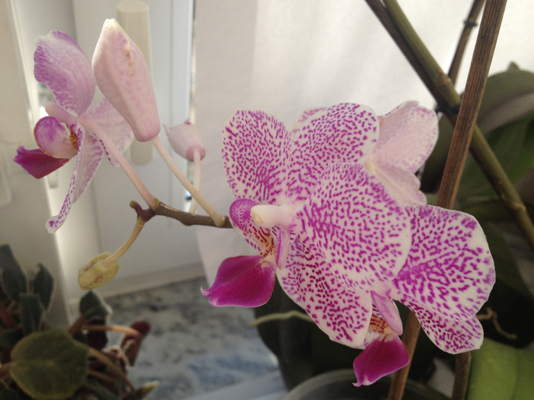 Мои красотки!