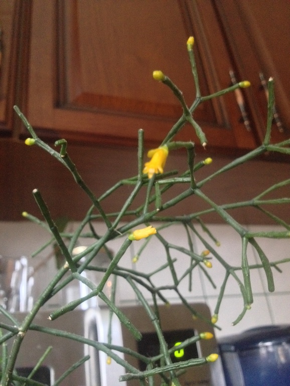 Что это за скромный красавец?