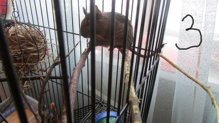 Белка ТИРЛЕ! Знакомьтесь!!!